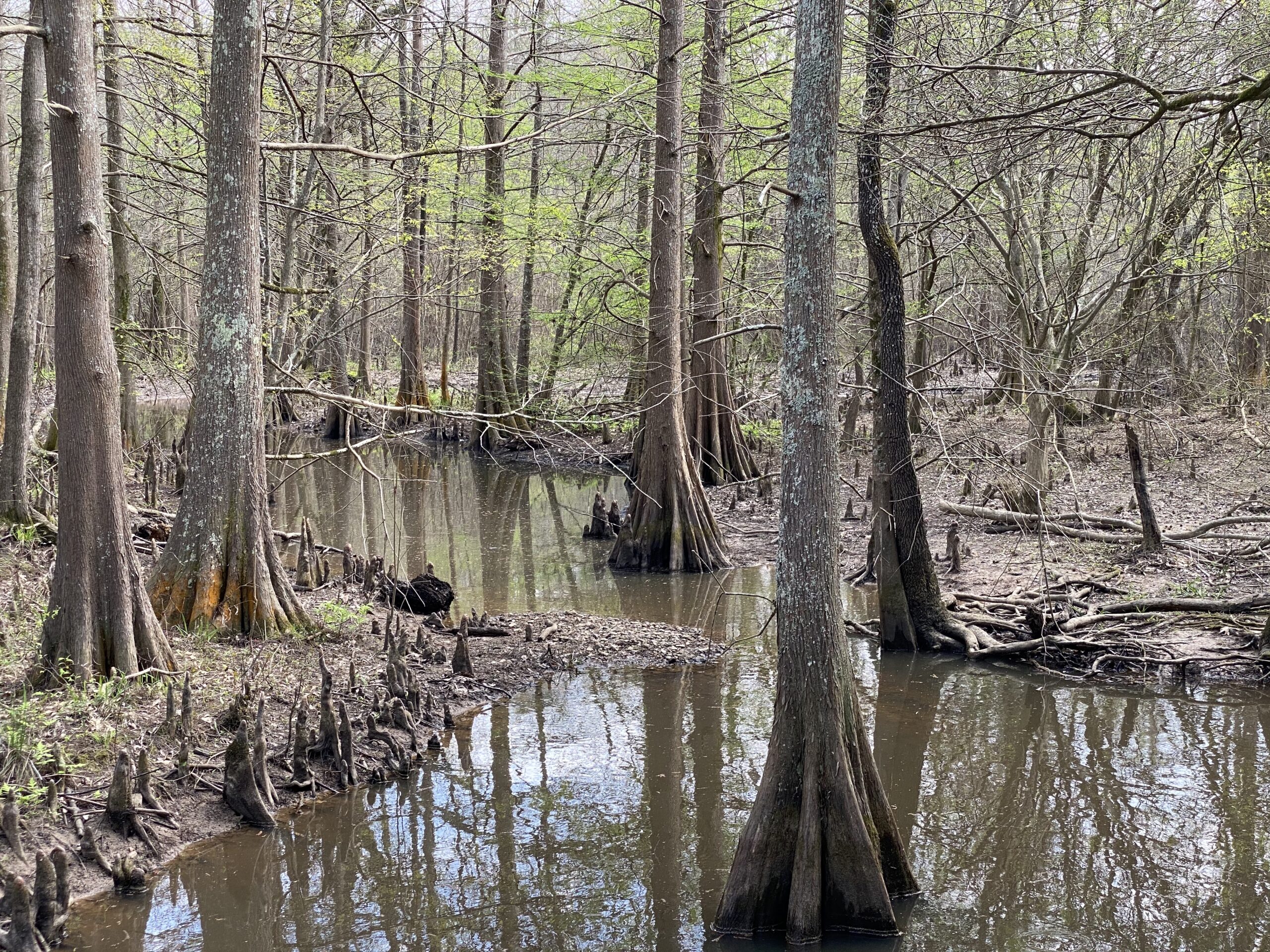 Congaree(ly)